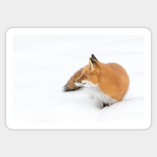 Red Fox - Algonquin Park Sticker